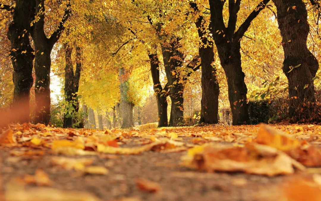 ¿Por qué nos resfriamos más en otoño?